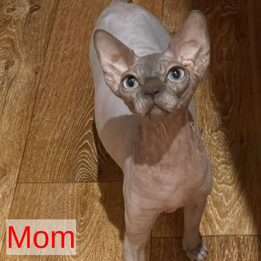 Fiona Canadian Sphynx female, blue pointed