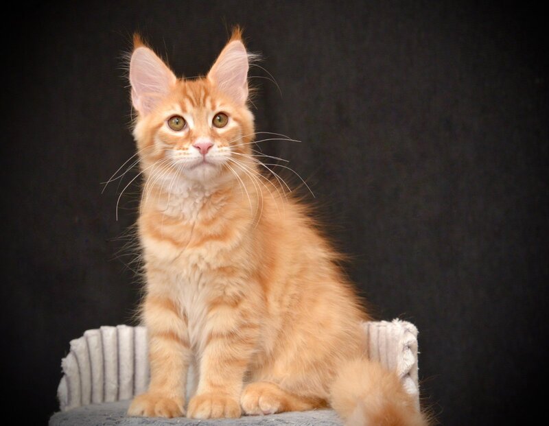 Velvet Maine Coon male red tabby - live animals