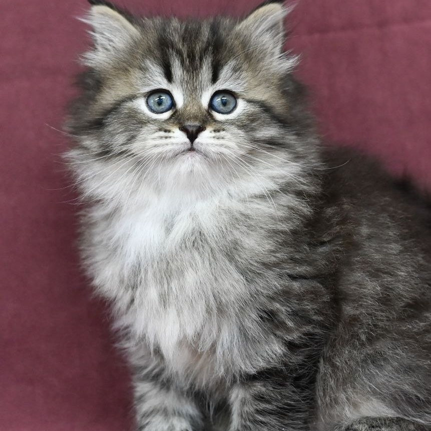 Margo Siberian female, black spotted tabby