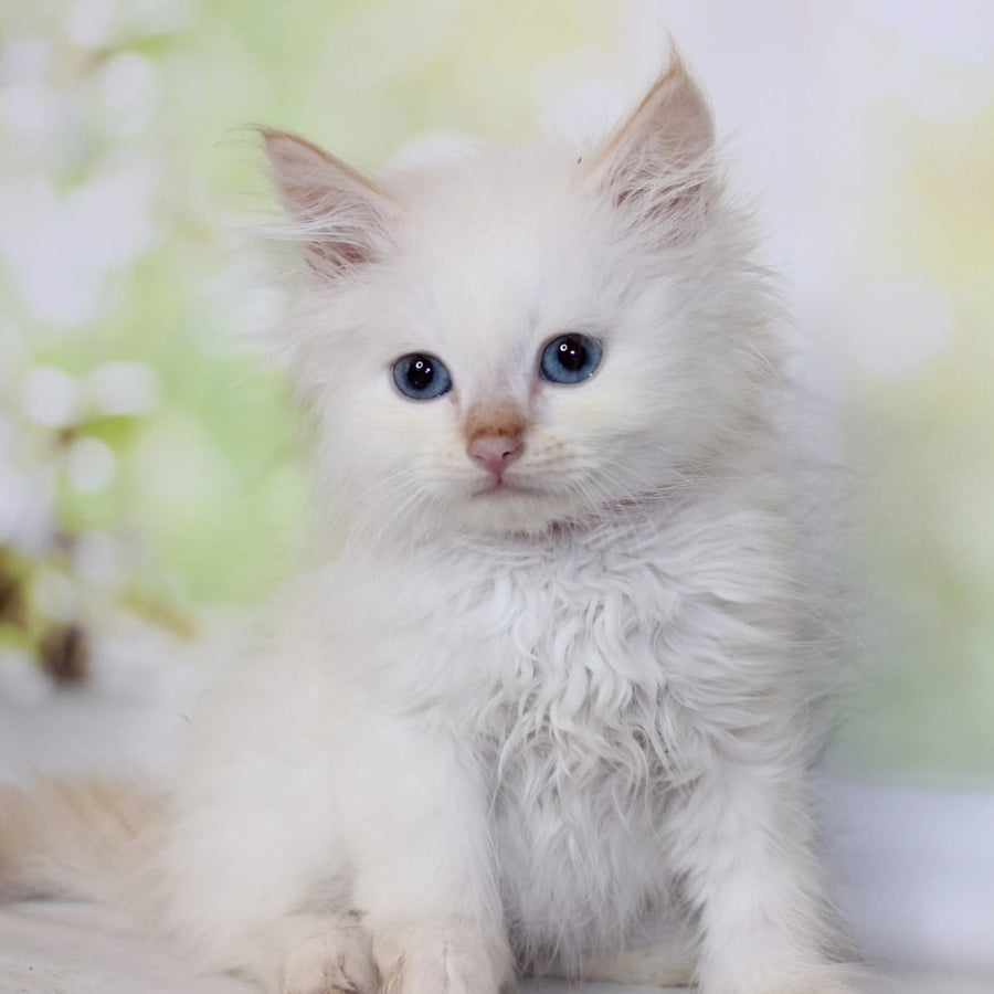 Orion Siberian male, red tabby pointed