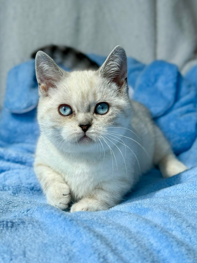 Naytiri Munchkin female black silver tabby pointed - live animals
