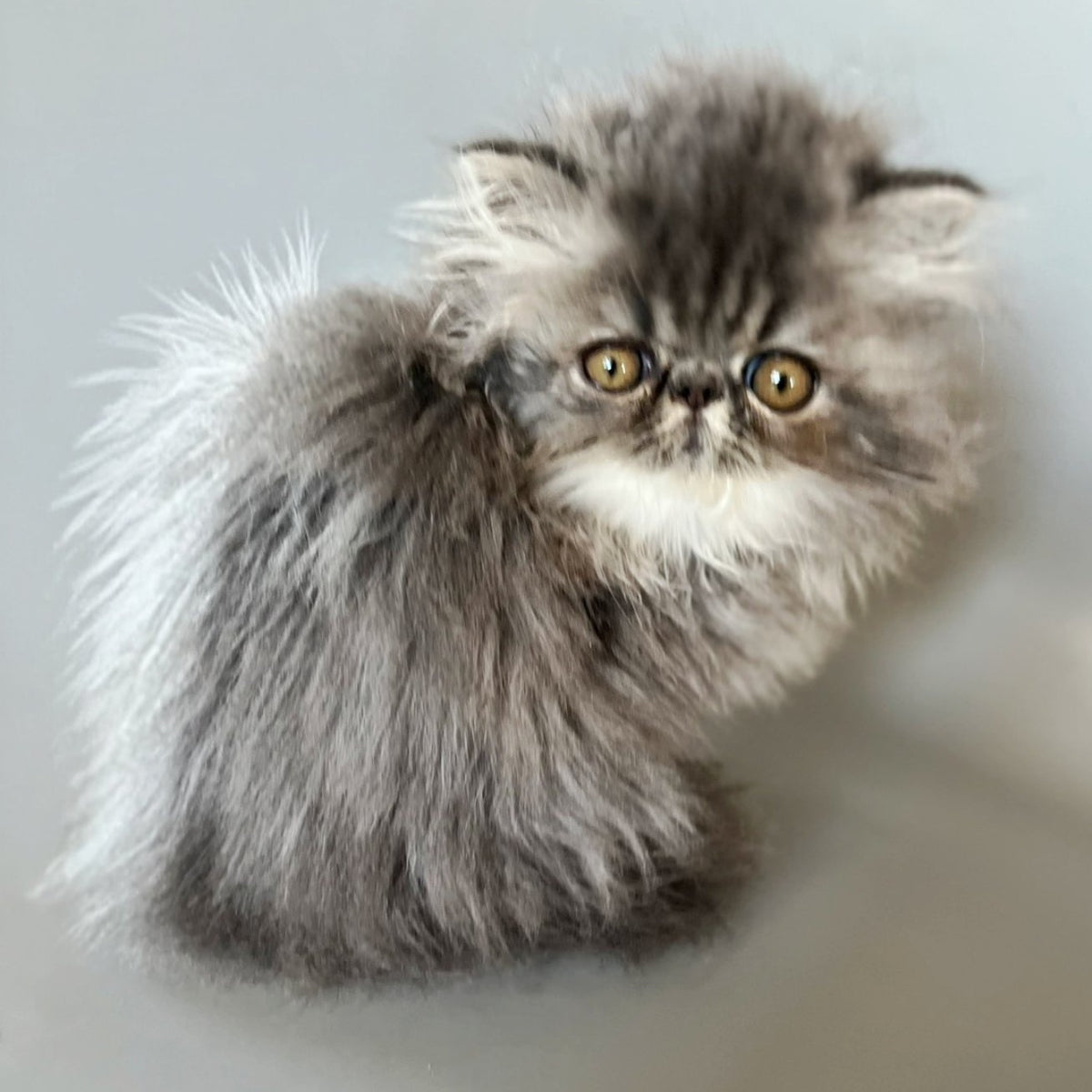 Balloo Persian male, blue silver spotted tabby