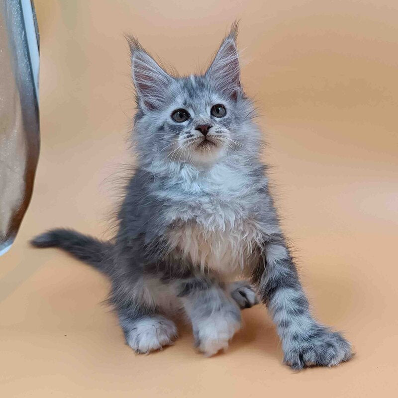 Juliana Maine Coon polydactyl 6x6x6x6 female, black tortie silver