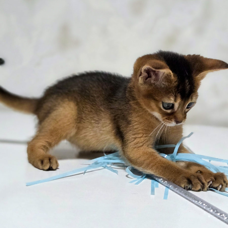 Lora Abyssinian female, black