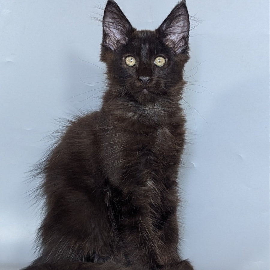 Karat Maine Coon male, black silver