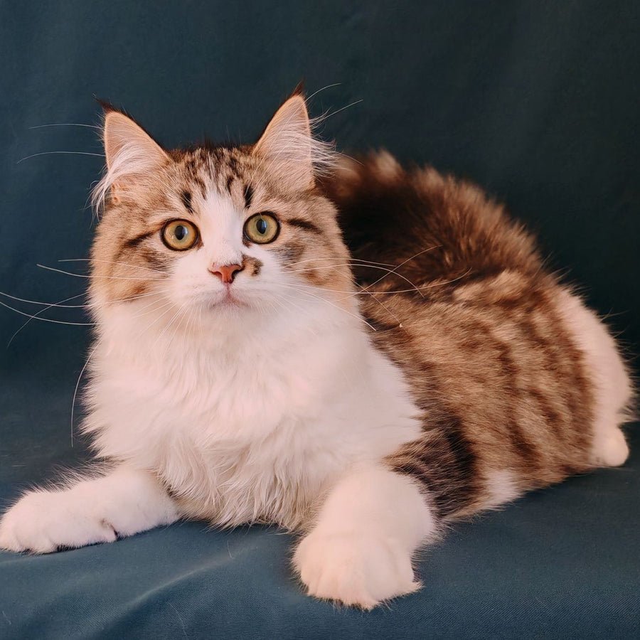 Pyatnyshko Siberian male, red bicolour spotted tabby