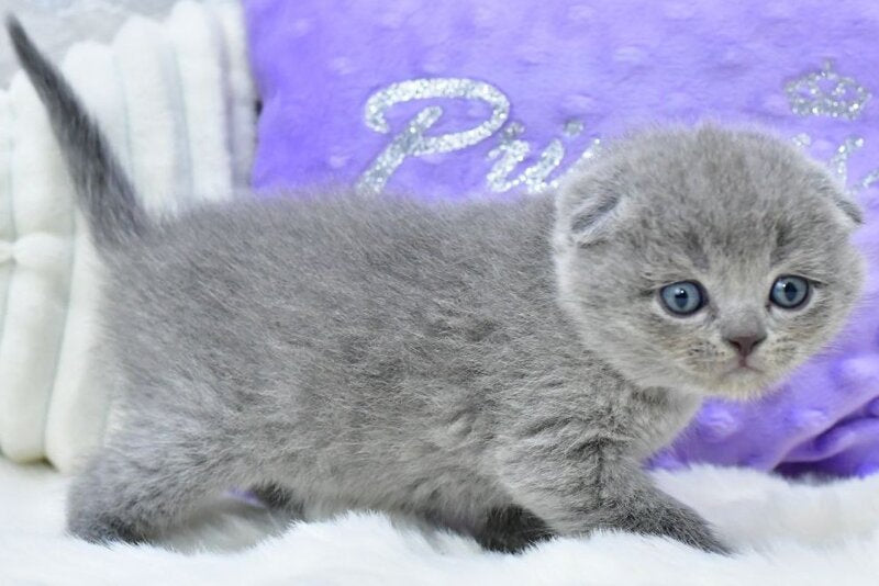 Garfild Scottish Fold male, blue