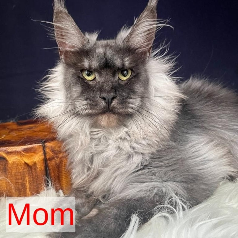 Adam Maine Coon male, black silver