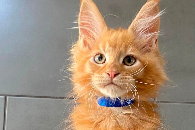 Winnipeg Maine Coon male, red tabby