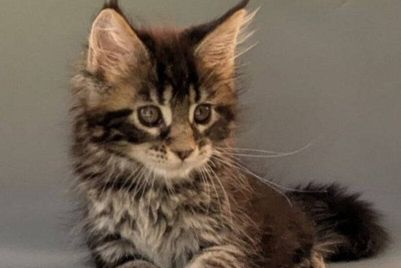 Hanny Maine Coon female, black tabby