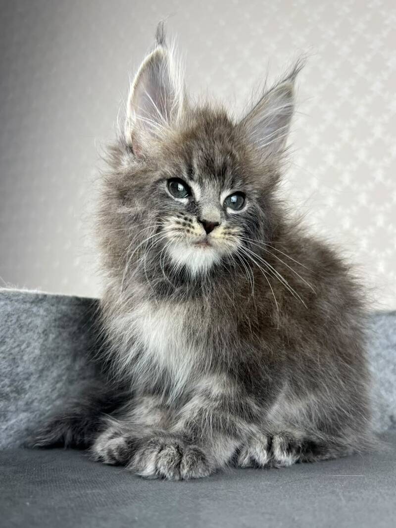 Pop Star Maine Coon male, blue tabby