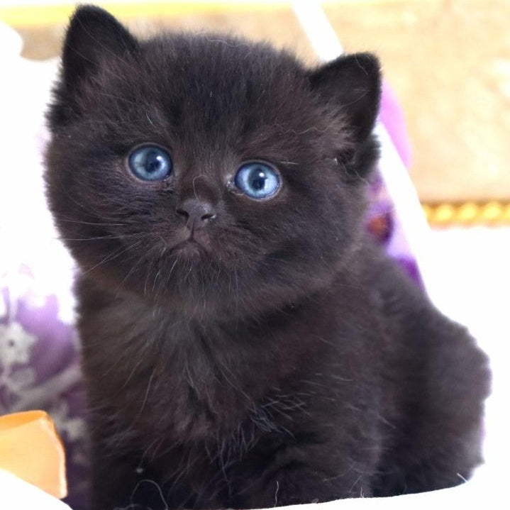 Nil British Shorthair male, black