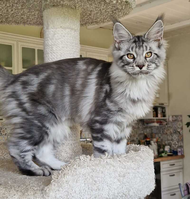 Bagira Maine Coon female, black silver tabby