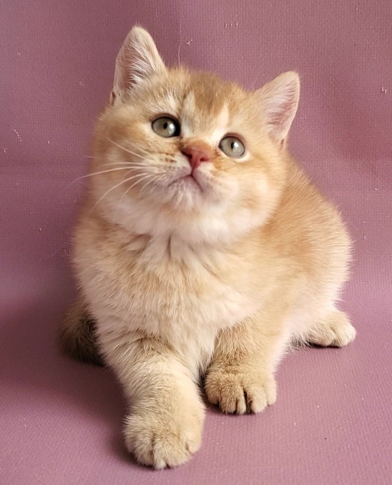 Ralph British Shorthair male cinnamon golden shaded - live animals