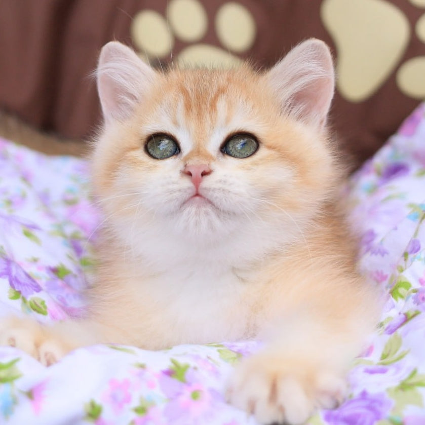 Ruby British Shorthair female, black golden chinchilla