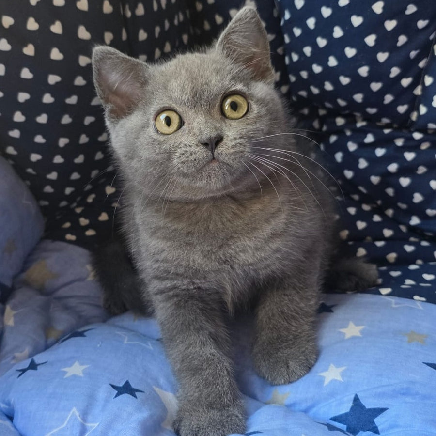 Veniamin British Shorthair male, blue