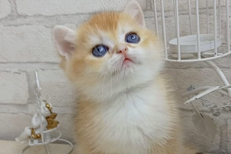 Marsi British Shorthair male, black golden chinchilla