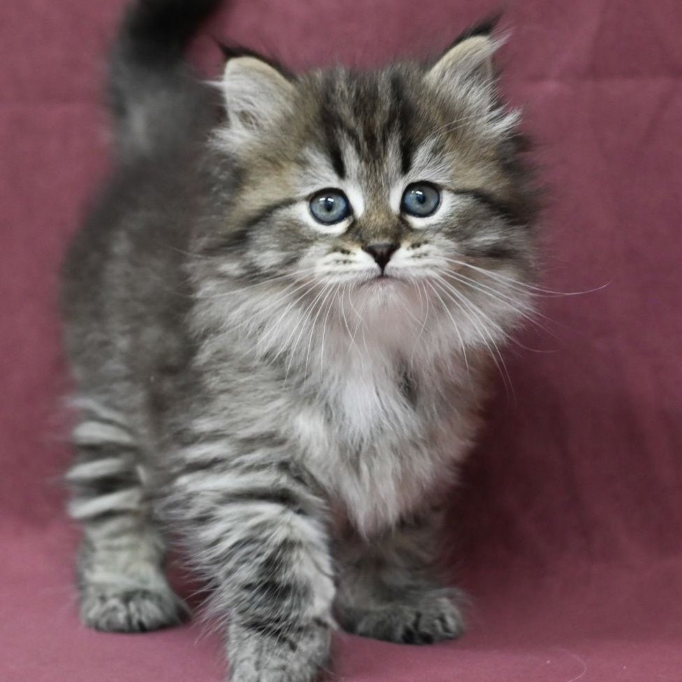 Margo Siberian female, black spotted tabby