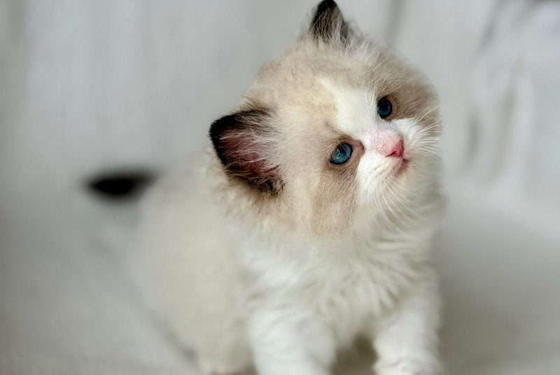 Yulik Ragdoll male, black bicolour