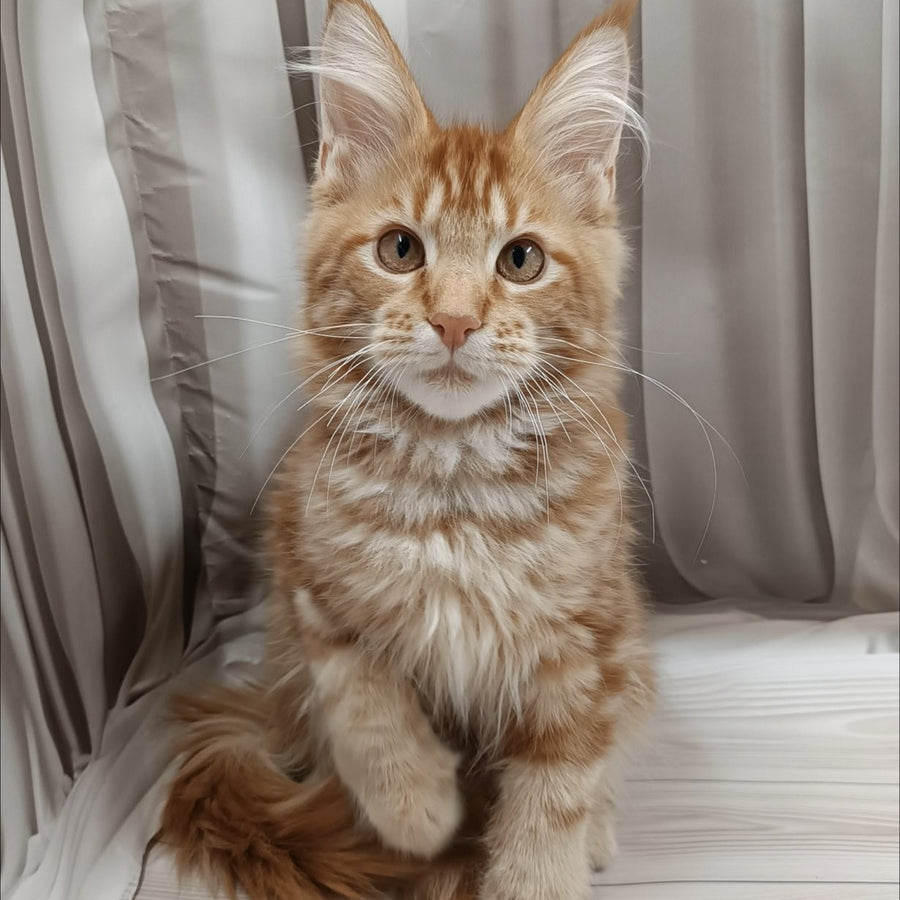 Peter Maine Coon male, red tabby