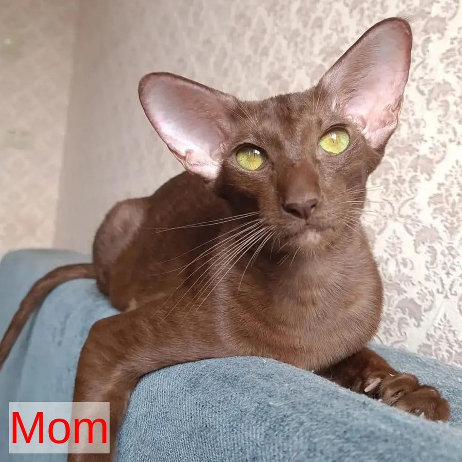 Logan Siamese male, chocolate