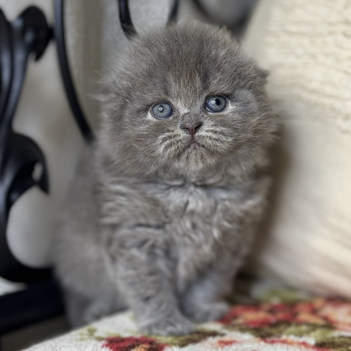 Bobby Scottish Fold male, blue