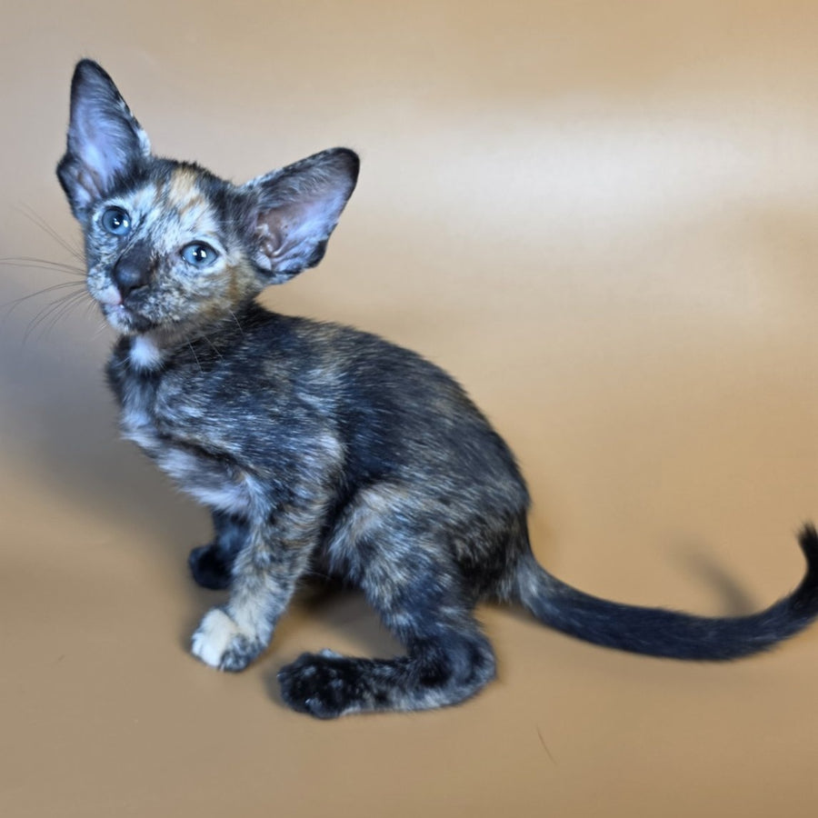 Fenja Oriental Shorthair female, black tortie