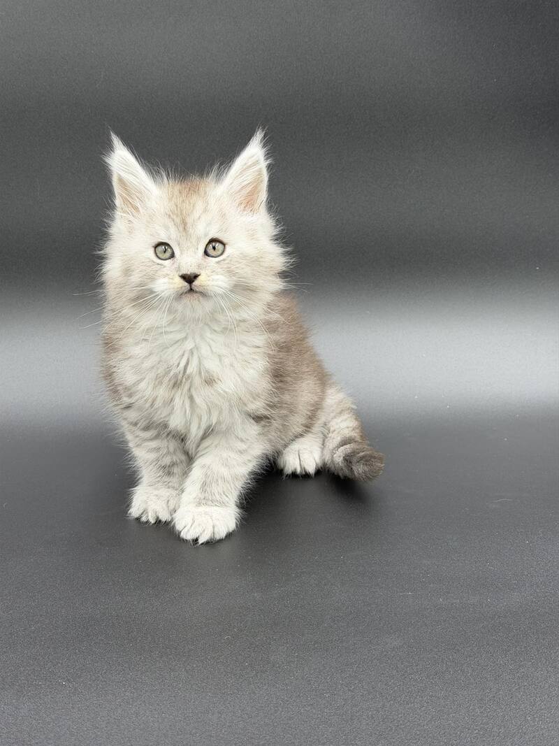 Ronald Maine Coon polydactyl male black silver spotted tabby - live animals