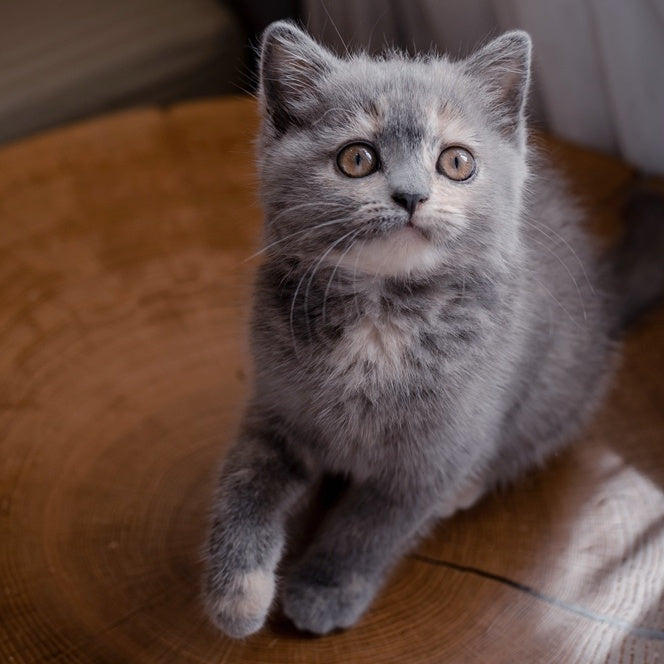 Aivi British Shorthair female, blue tortie