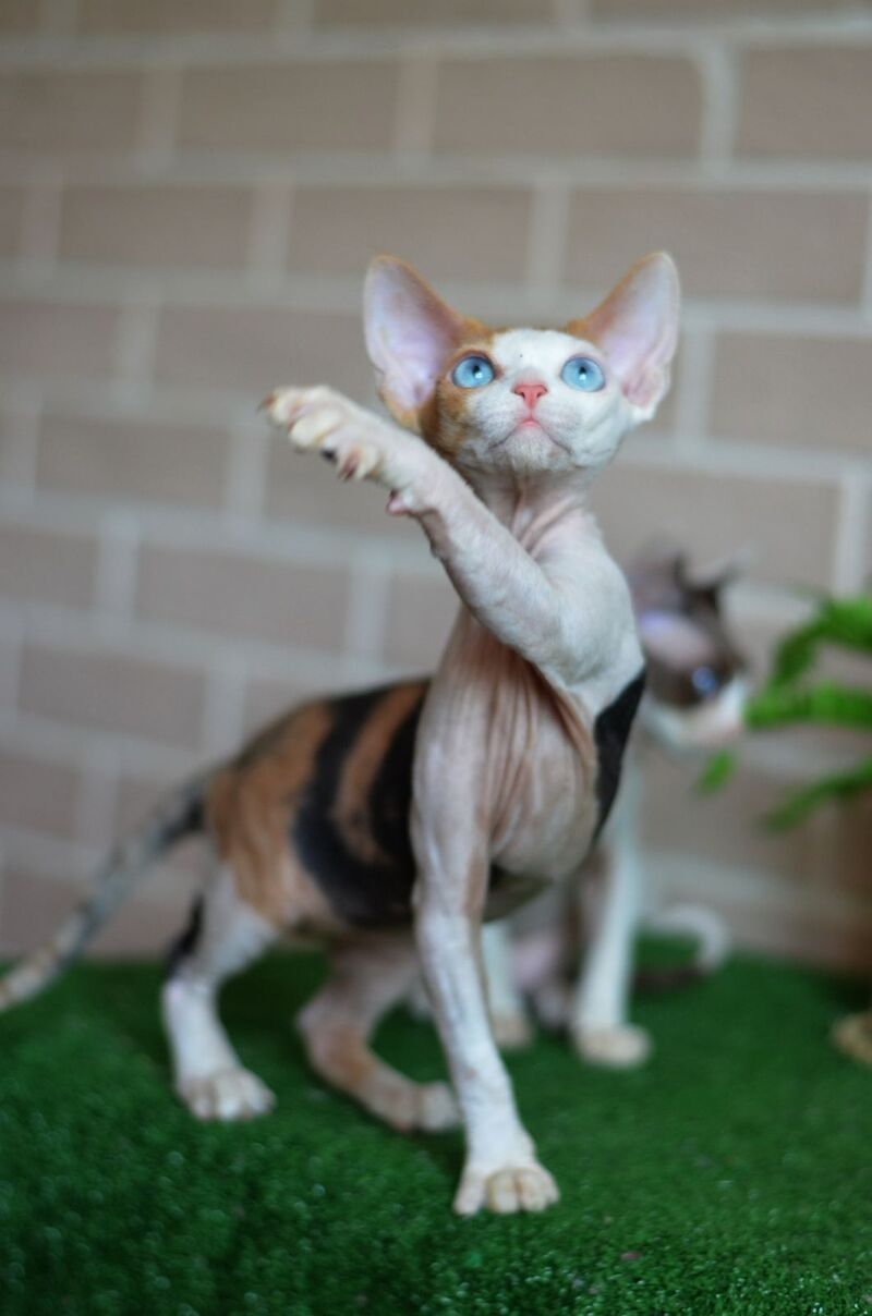 Romashka Devon Rex female, black tortie bicolour