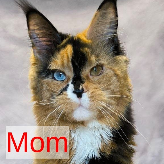 Nandi Maine Coon male, black with white