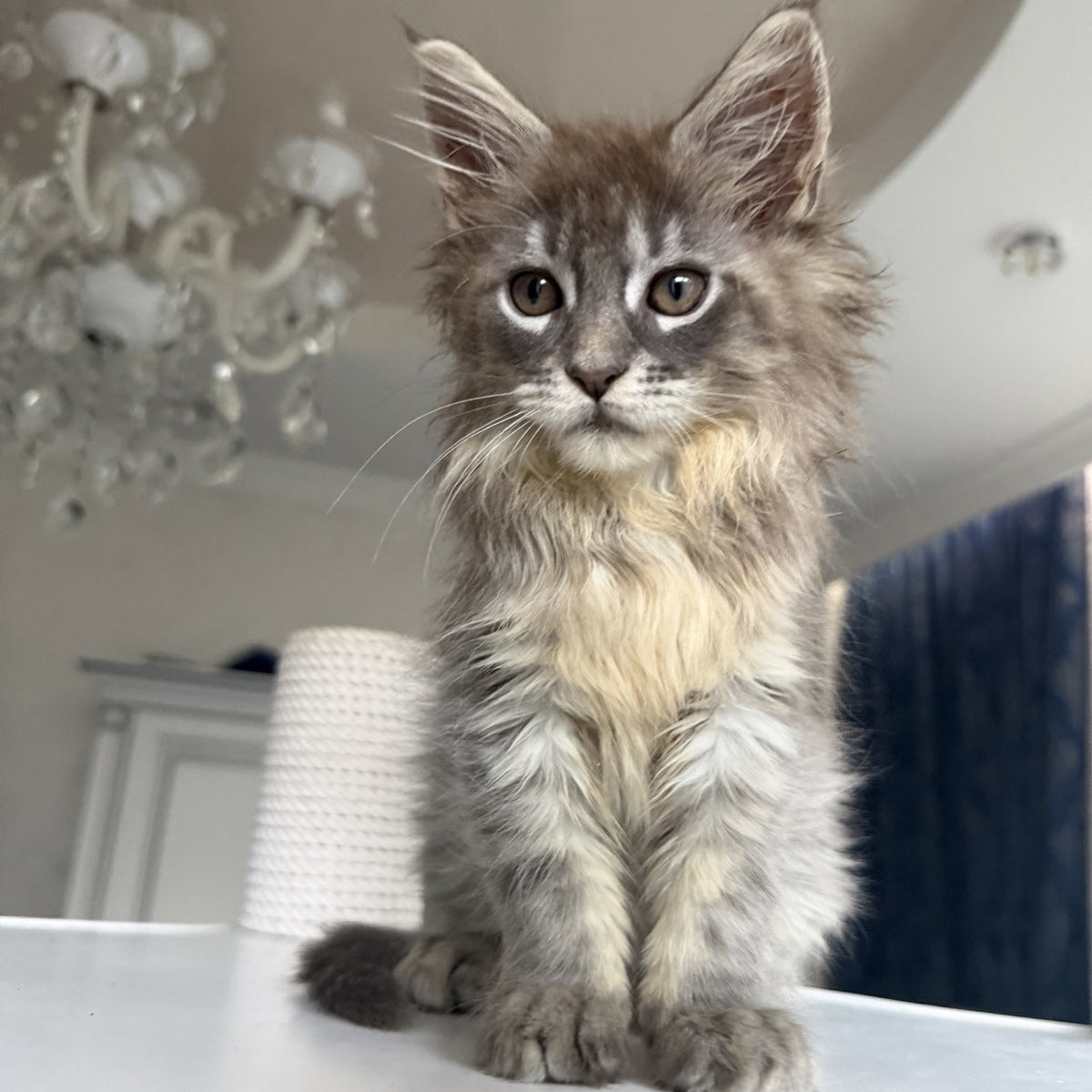 Eliot Maine Coon male, blue silver tabby