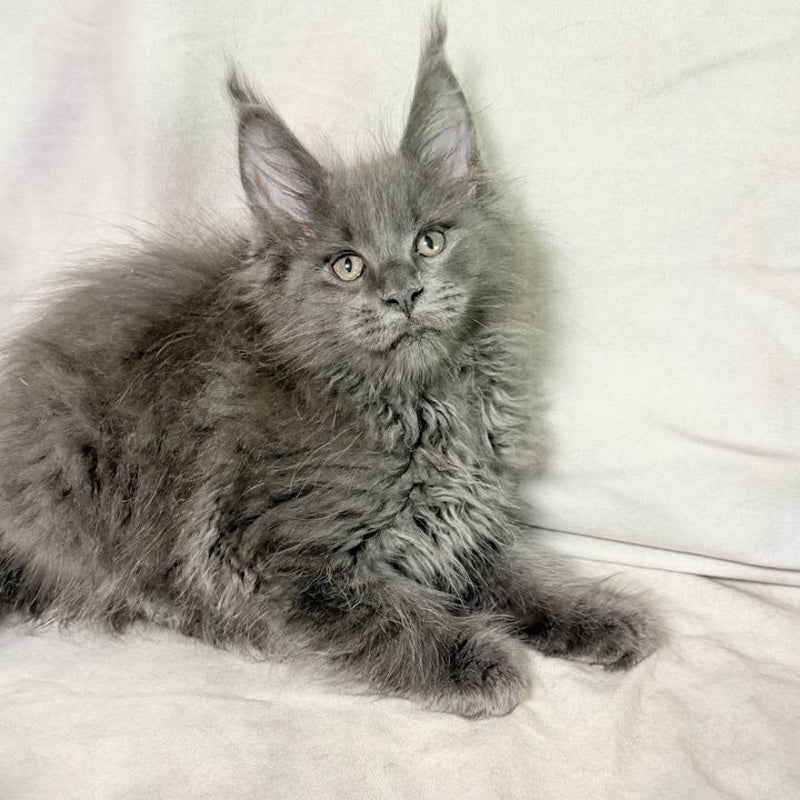Jazz Maine Coon male, blue silver