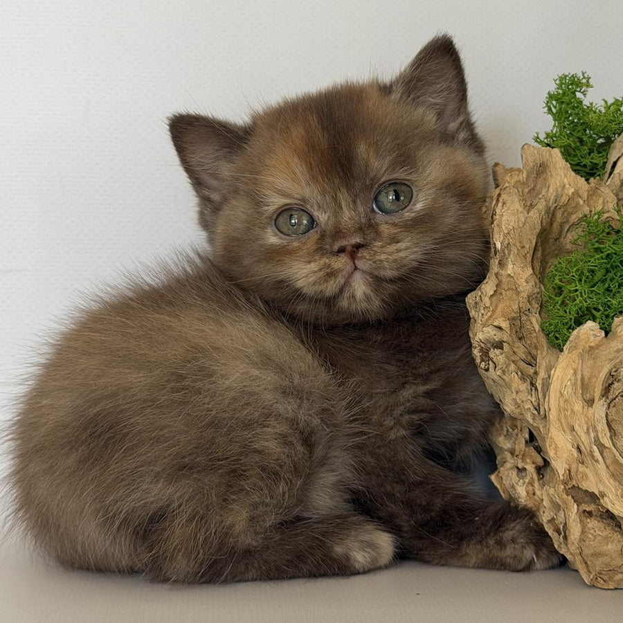 Giana British Shorthair female, cinnamon tortie