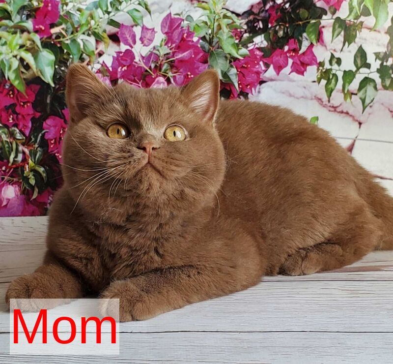 Xammer British Shorthair male, cinnamon