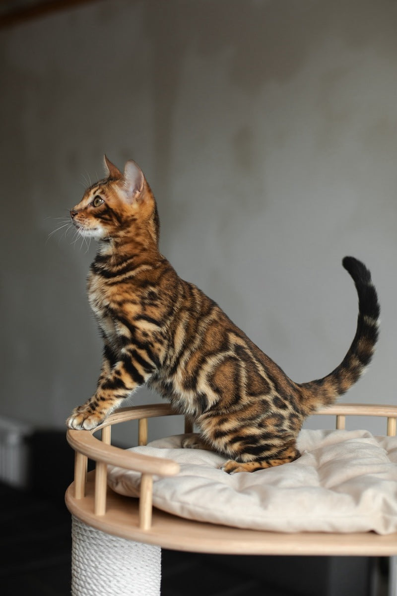 Jaime Bengal male black spotted tabby - live animals