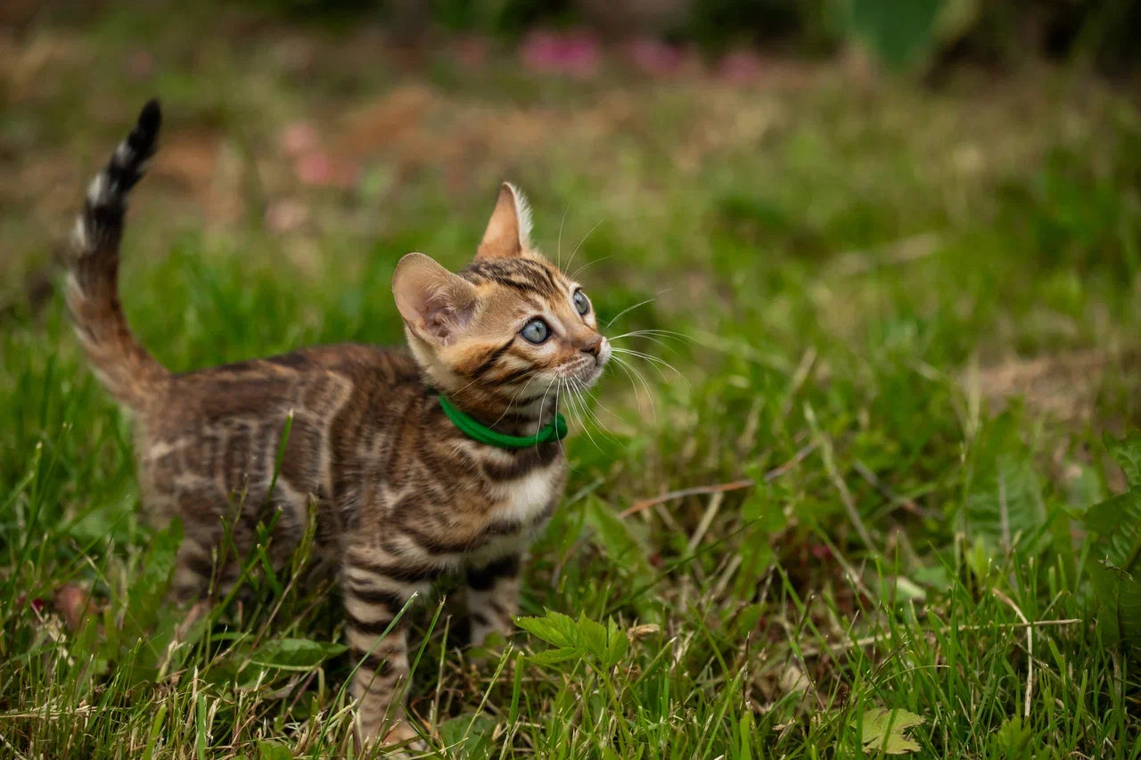 Valentino Bengal male, black spotted tabby