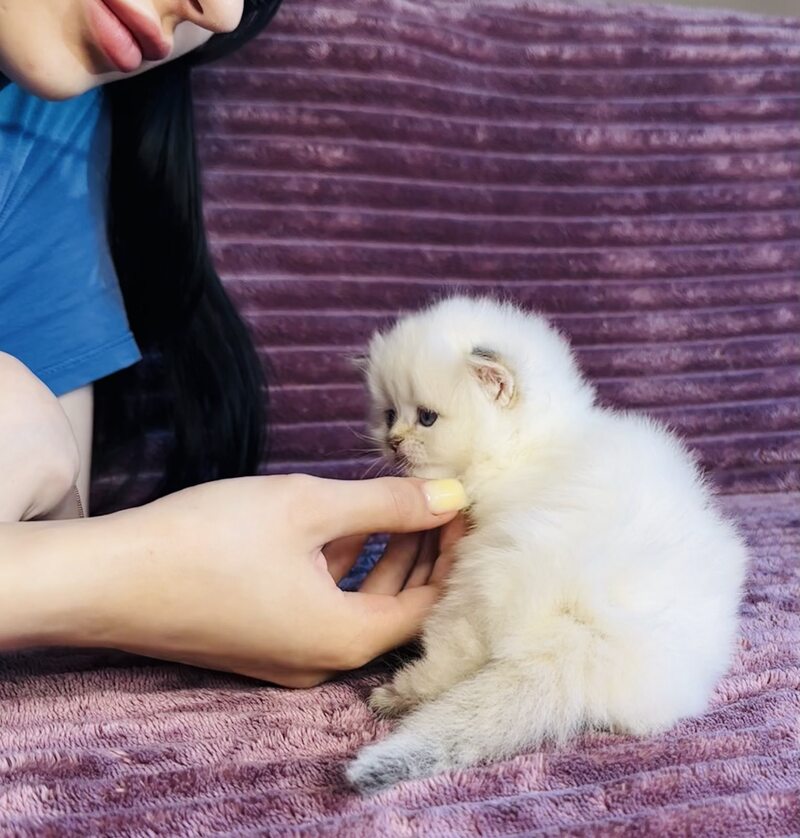 Eva British Longhair female, blue golden shaded pointed