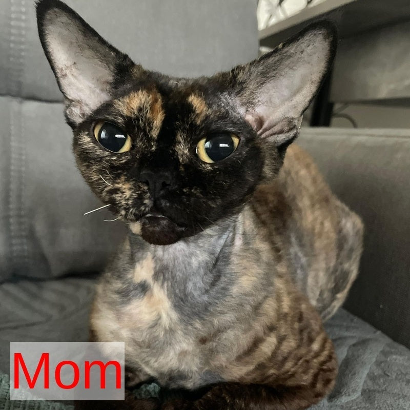 Chelsea Devon Rex female, black tortie