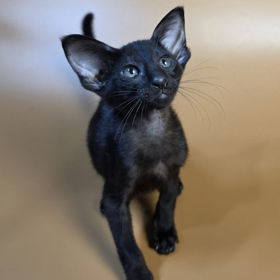 Arya Oriental Shorthair female, black