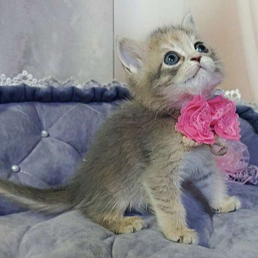 Tyra British Shorthair female, blue tortie