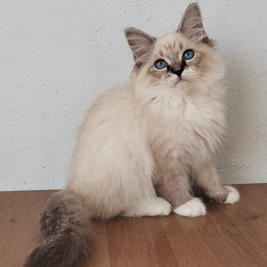 Jora Siberian male, black tabby pointed with white