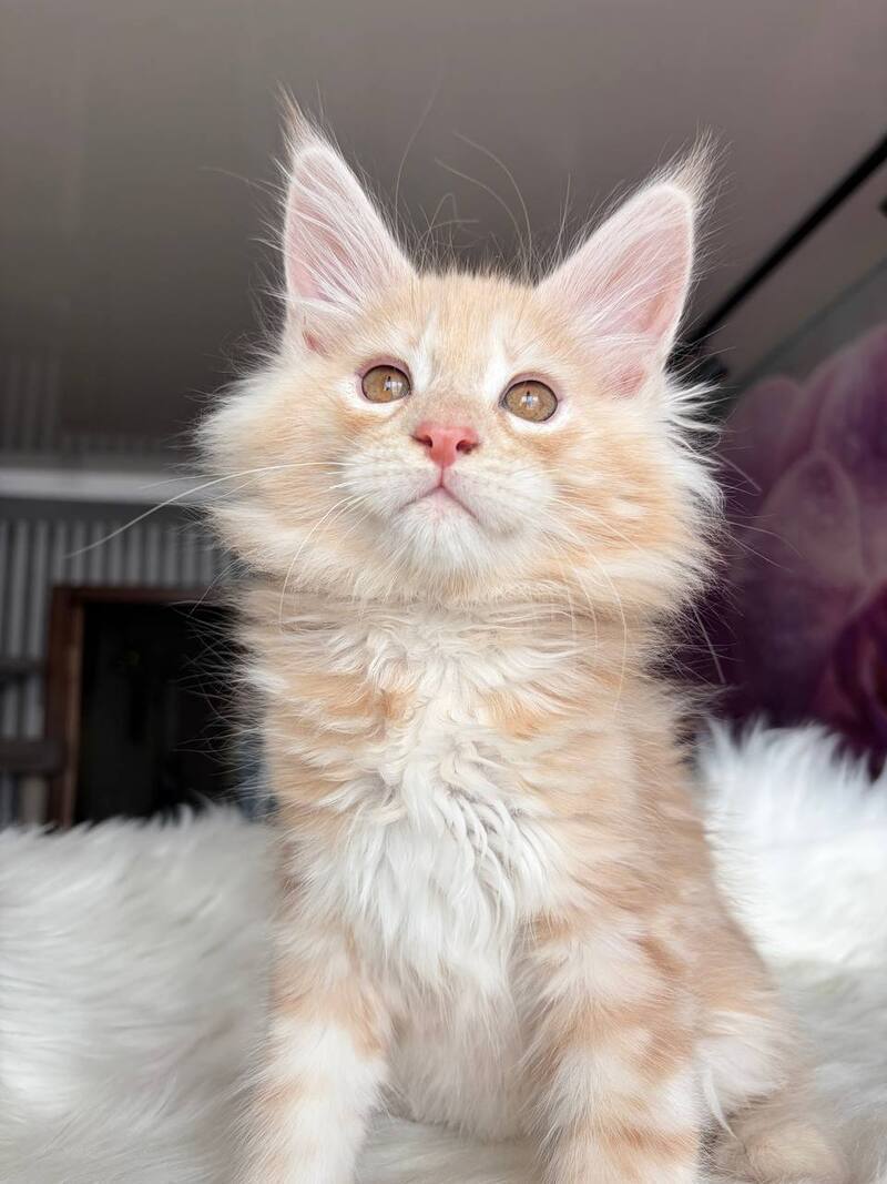 Wisdom Maine Coon male, cream silver tabby