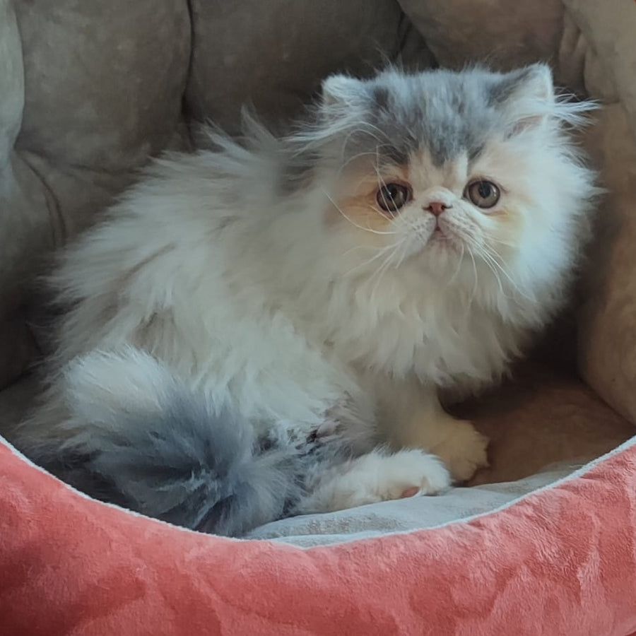 Chamomile Persian female, blue tortie bicolour