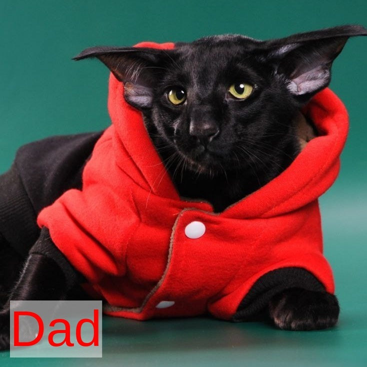 Ulrica Oriental Shorthair female, black tortie tabby harlequin