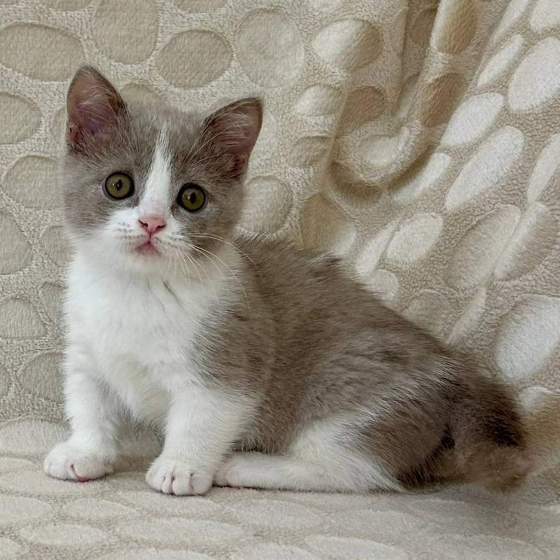 Benny Munchkin male, blue bicolour