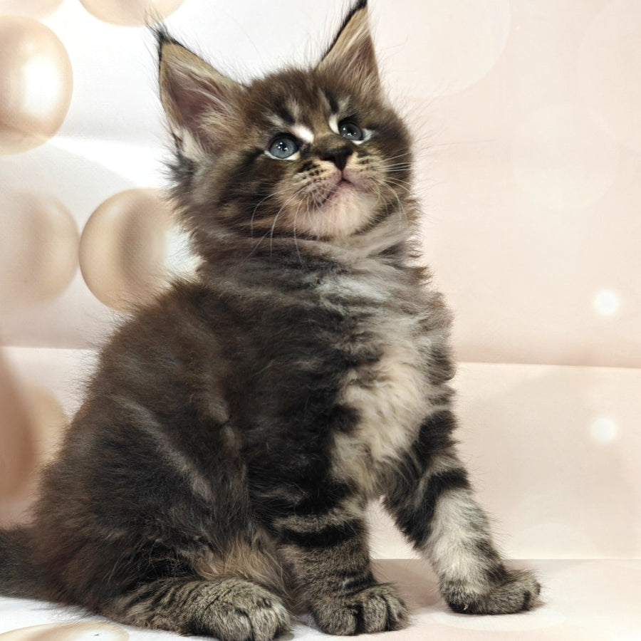 Mustang Maine Coon male, black tabby