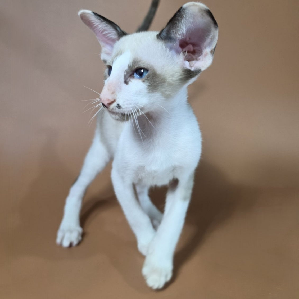 Ink Siamese male, black bicolour