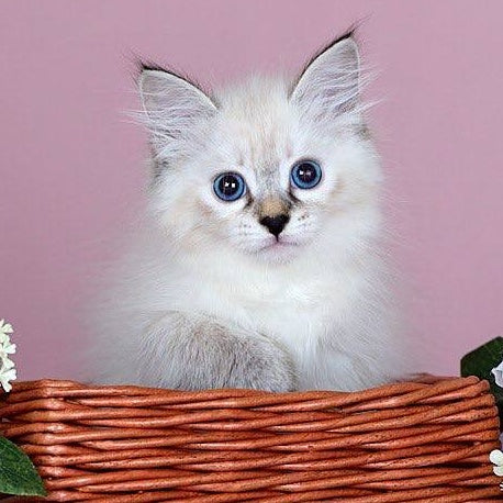 Juliet Siberian female, black with white tabby pointed