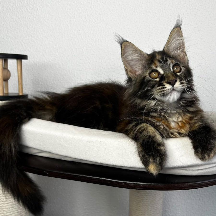 Bernadette Maine Coon female, black tortie tabby